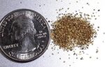 Alaskan Yukon Gold Rush Nuggets 50 Mesh 1 Gram of Super -Super Small Fines - Image 2
