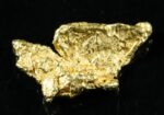 #12 Alaskan BC Natural Gold Nugget 1.64 Grams Genuine