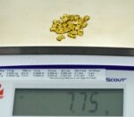 Alaskan Yukon BC Gold Rush Nuggets #6 Mesh 1/4 Troy Oz 7.75 Grams or 5 DWT - Image 5