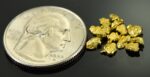 Alaskan Yukon Gold Rush Nuggets #8 Mesh 1.55 Gram of Fines - Image 2