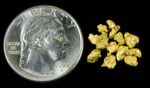 Alaskan Yukon Gold Rush Nuggets #8 Mesh 1.55 Gram of Fines - Image 4