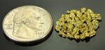 Alaskan Yukon Gold Rush Nuggets 10 Mesh 1/10 Troy Oz 3.1 Gram 2 DWT - Image 2