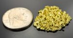 Alaskan Yukon BC Gold Nuggets 10 Mesh 1/4 Troy Oz 7.75 Gram 5 DWT - Image 2