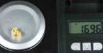 #3 Australian Natural Gold Nugget With Quartz Weighs 1.69 Grams - Image 3