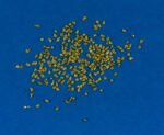 Sonora Gold Nuggets 1 Gram of #25 Mesh Gold Authentic Natural