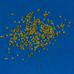 Sonora Gold Nuggets 1 Gram of #25 Mesh Gold Authentic Natural