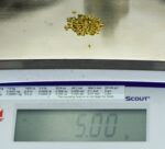 Alaskan Yukon Gold Rush Nuggets 12 Mesh 5 Grams - Image 6
