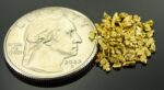 Alaskan Yukon Gold Rush Nuggets 14 Mesh 2 Grams of Fines - Image 2