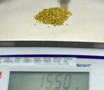 Alaskan Yukon Gold Rush Nuggets 14 Mesh 1/2 Troy Oz 15.5 Grams or 10 DWT - Image 4